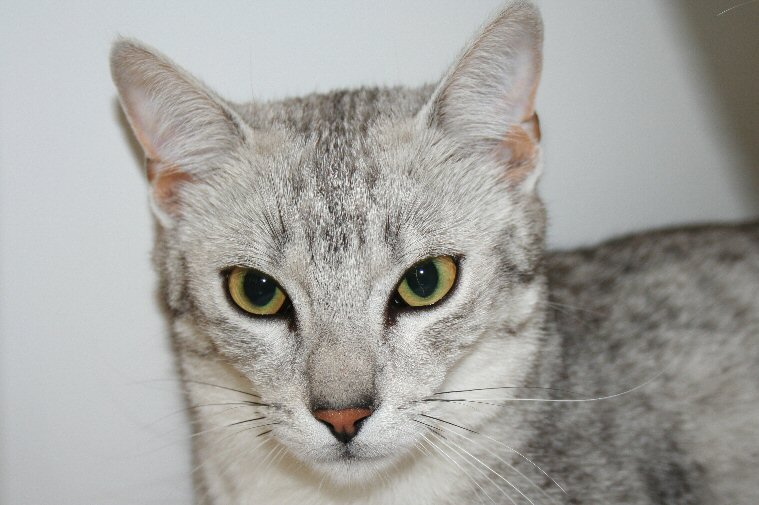 Egyptian Mau Eyes